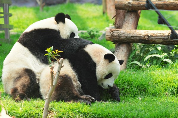 Quelles croisières proposent des visites de sanctuaires de pandas en Chine?